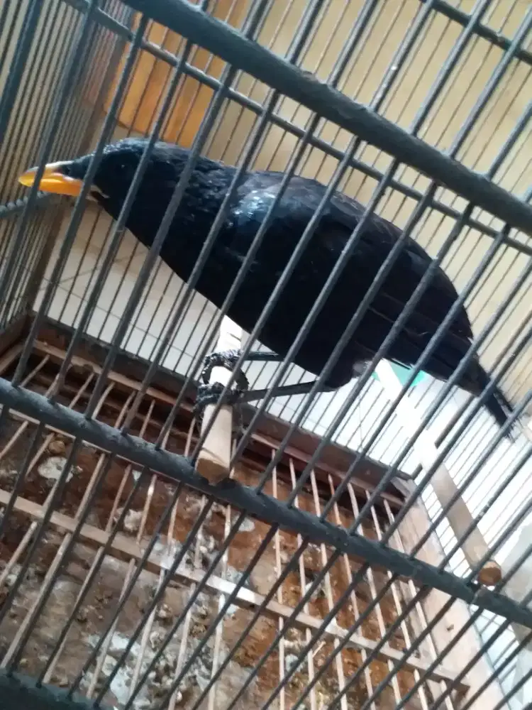 Burung ciung batu mlihara dari loloh jinak kicauannya bgus variasi