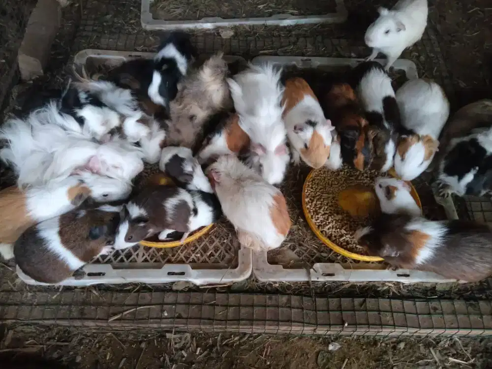 Marmut lokal dan hias