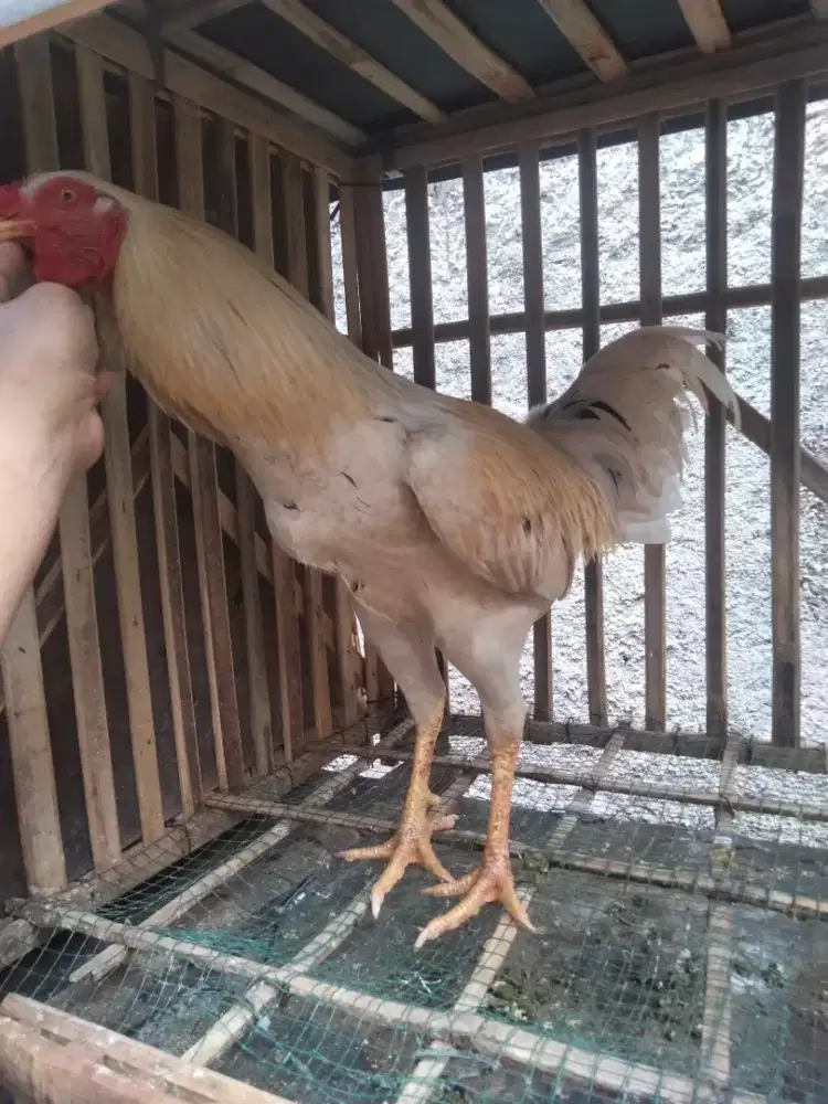 Ayam plucker X mangon