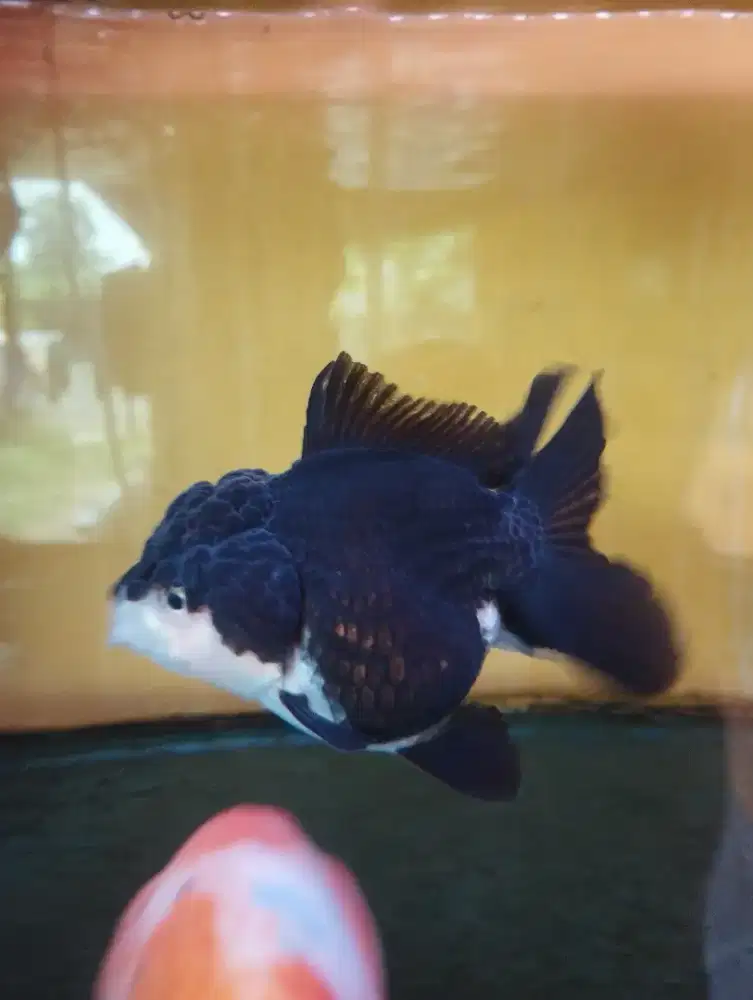 Ikan koki panda 3co