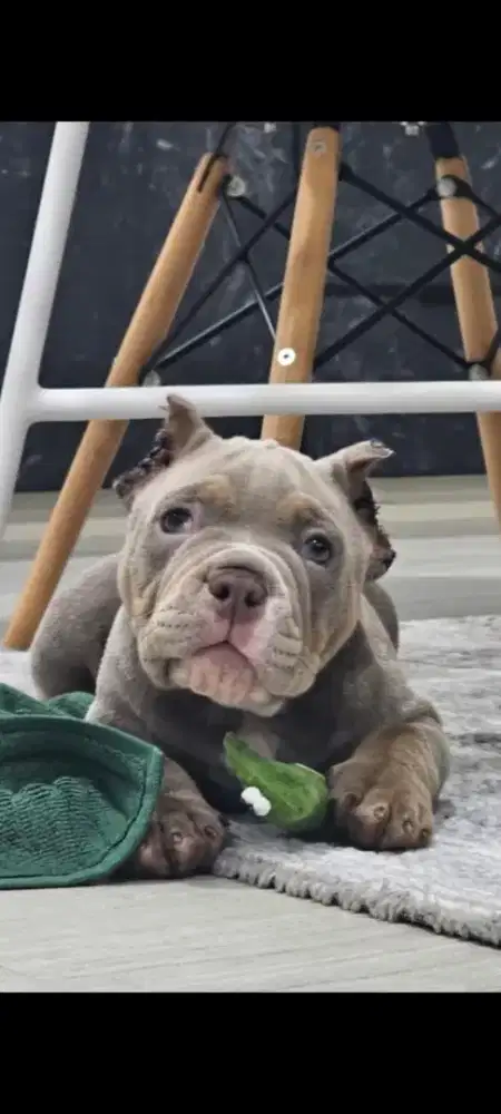 Dijual anjing American bully exotis( jantan)
Dob 13 july 2025.