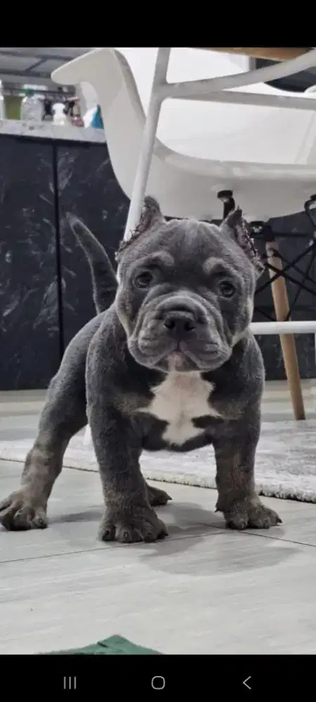 Dijual anjing American bully exotis( jantan)
Dob 13 july 2025.
