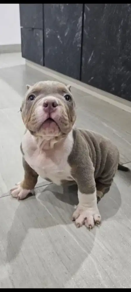Dijual anjing American bully exotis( jantan)
Dob 13 july 2025.