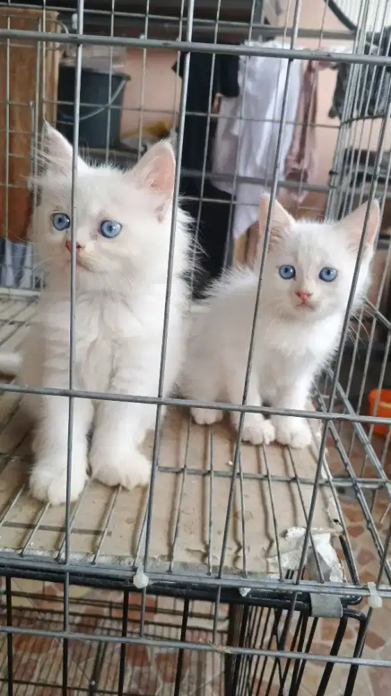 Kucing Kitten Persia