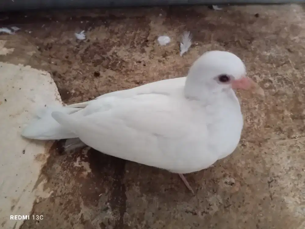 Anakan burung puter albino