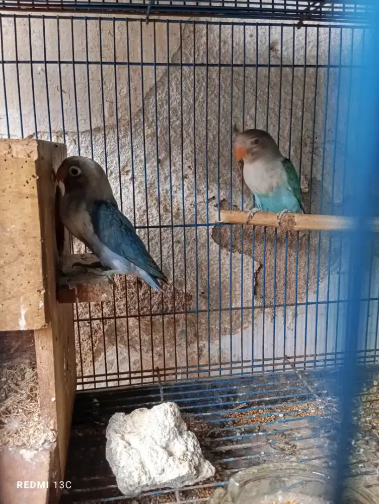 Burung lovebird paud
