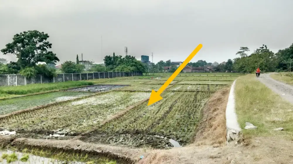 Tanah Sawah 170 rb/m Klangenan