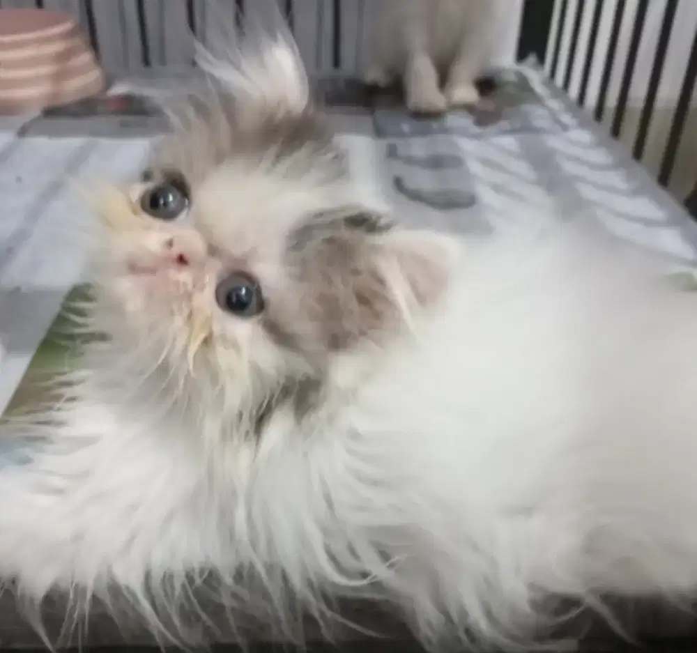 Peaknose long hair