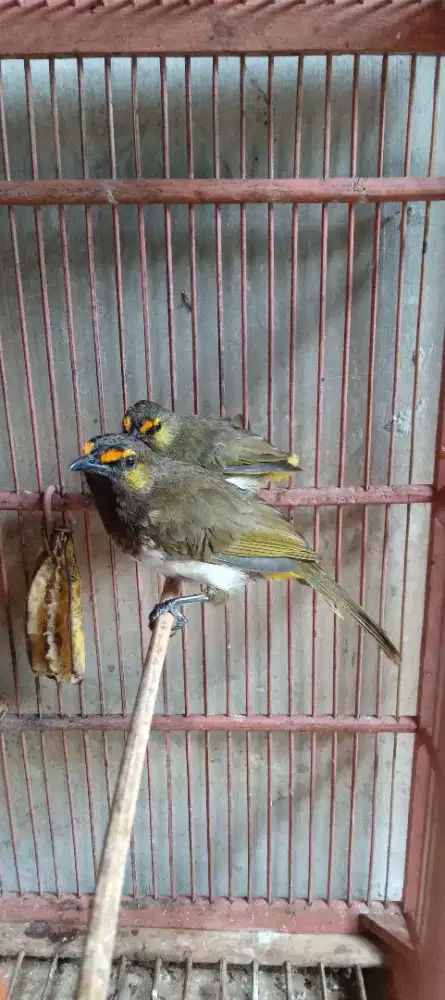 Burung rengganis