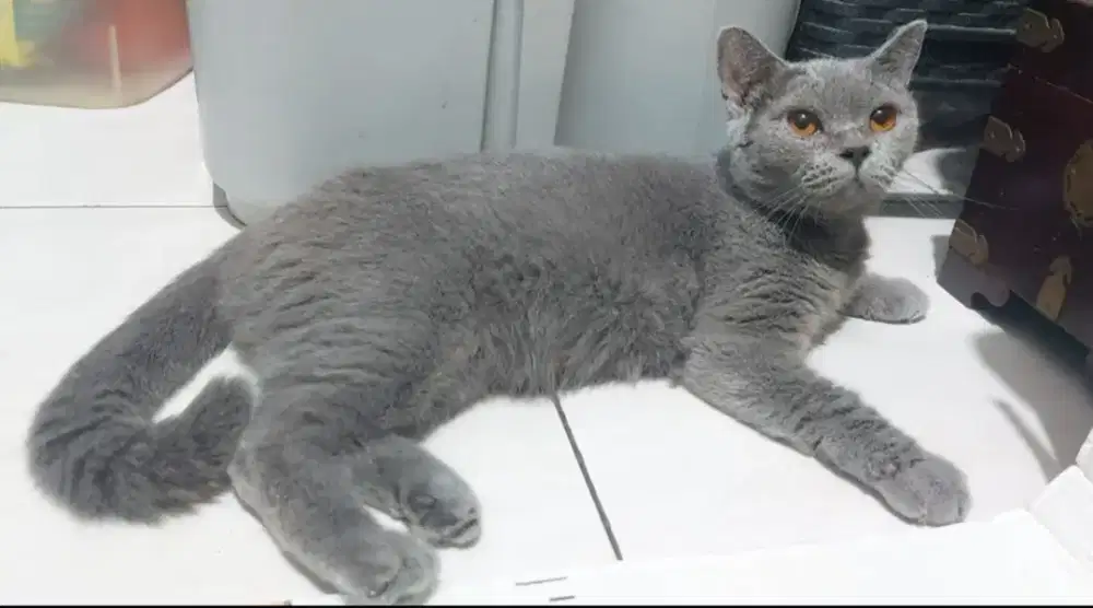 British Shorthair Blue