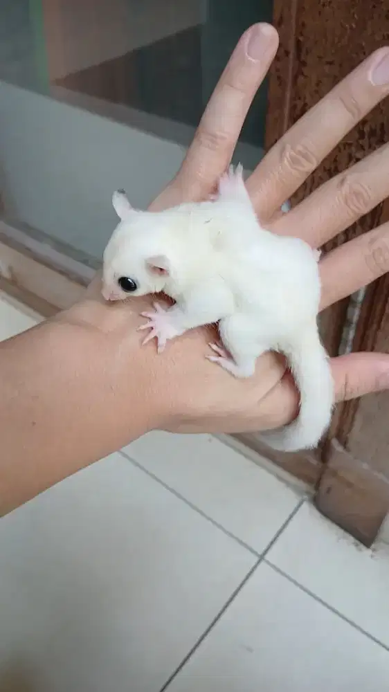 Sugar glider joey White mozaic het platinum
