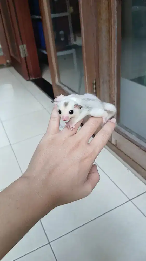 Sugar glider joey mozaic