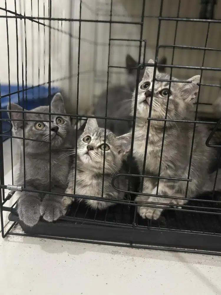 Kitten British short hair BSH