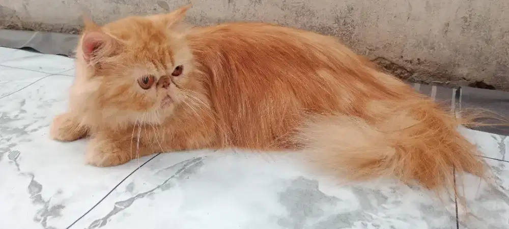 Kucing peaknose