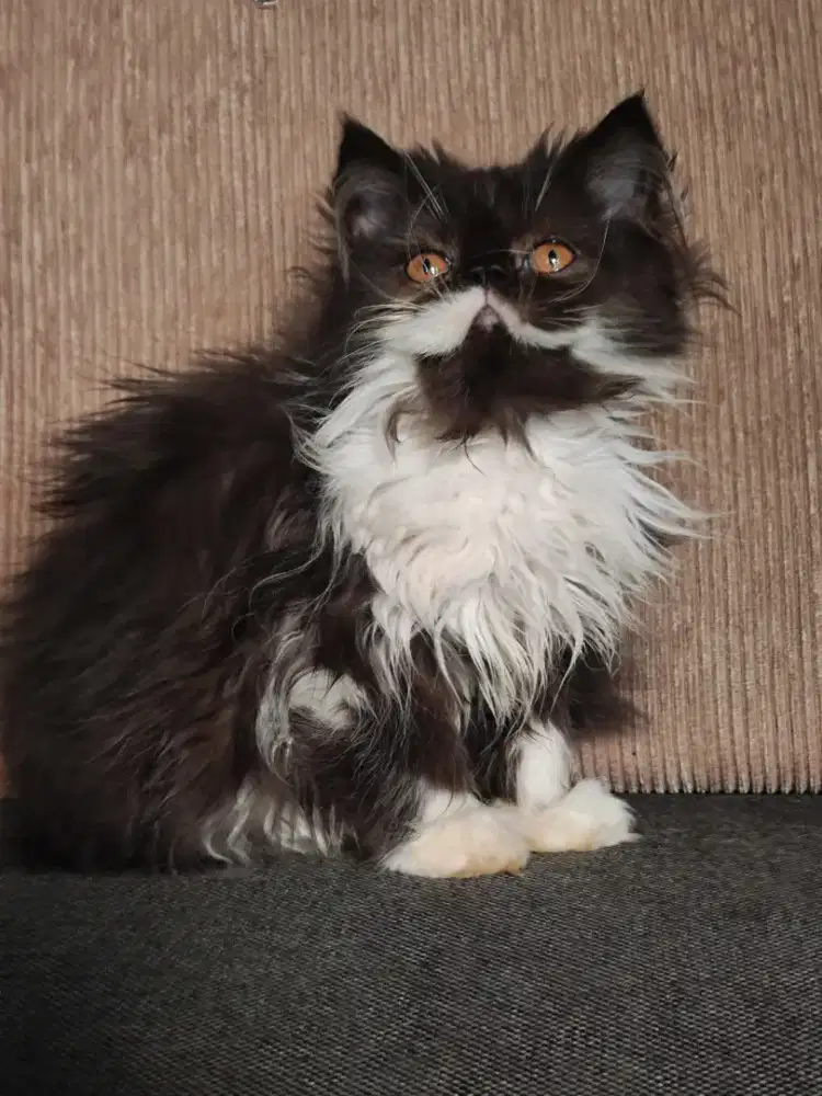 Persia peaknose kitten betina
