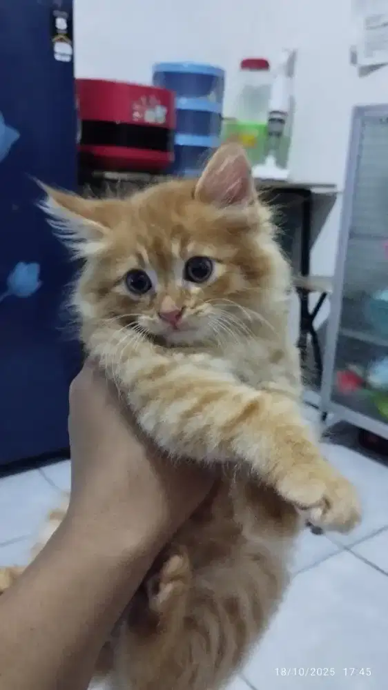 Kitten Persian Anak Kucing Ras