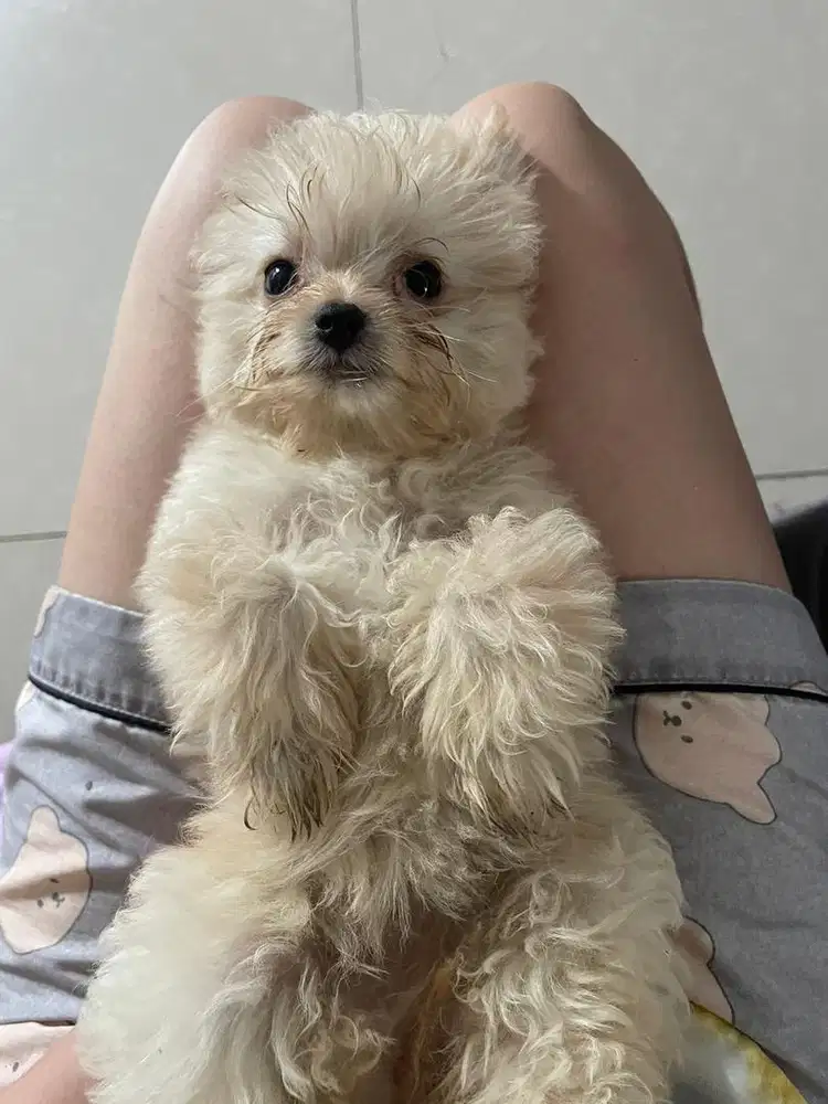 Anak Anjing Mix Minipom And Poodle