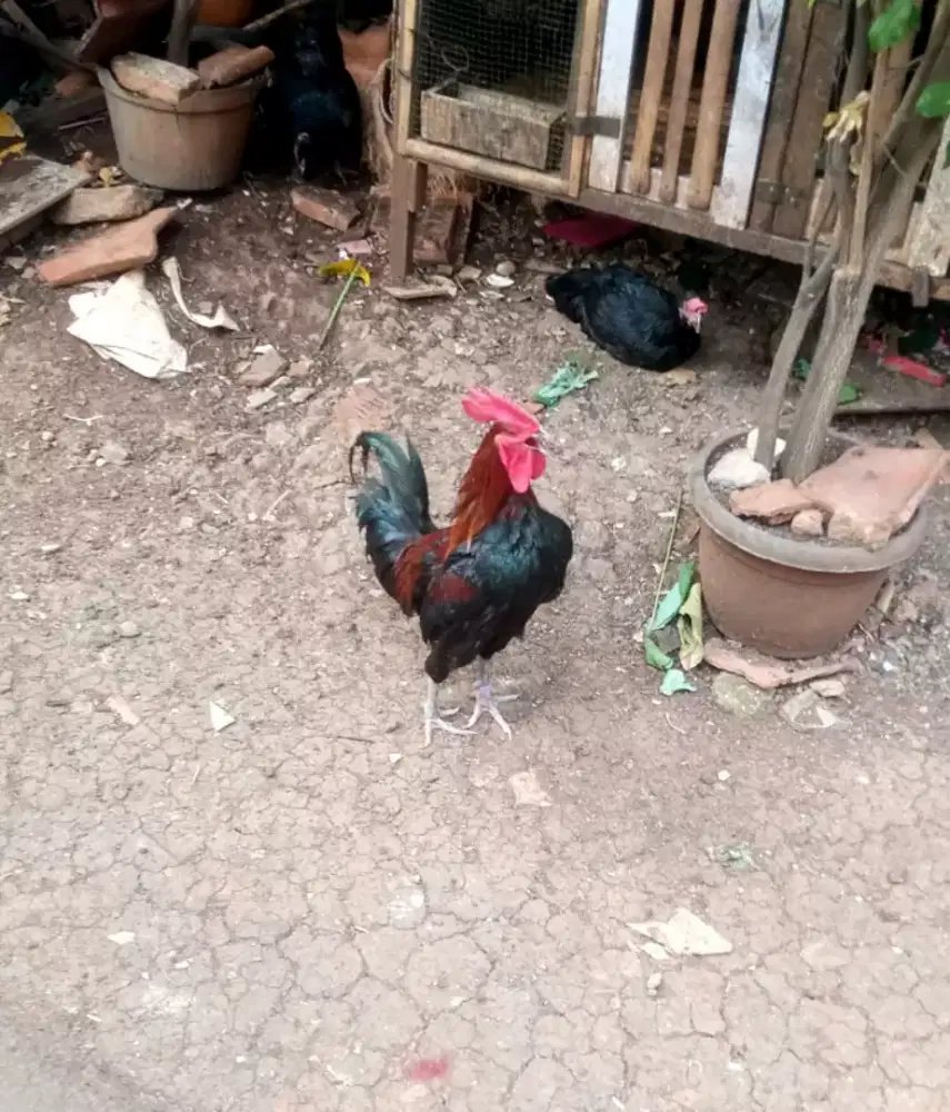 Ayam Kampung Unggul Balitbangtan