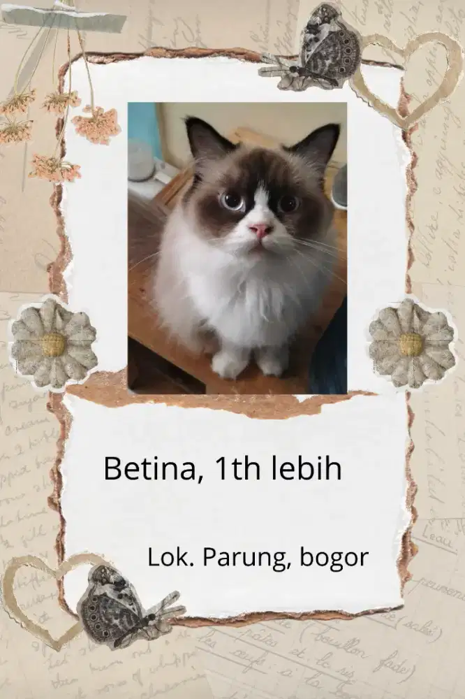 Kucing ragdoll betina