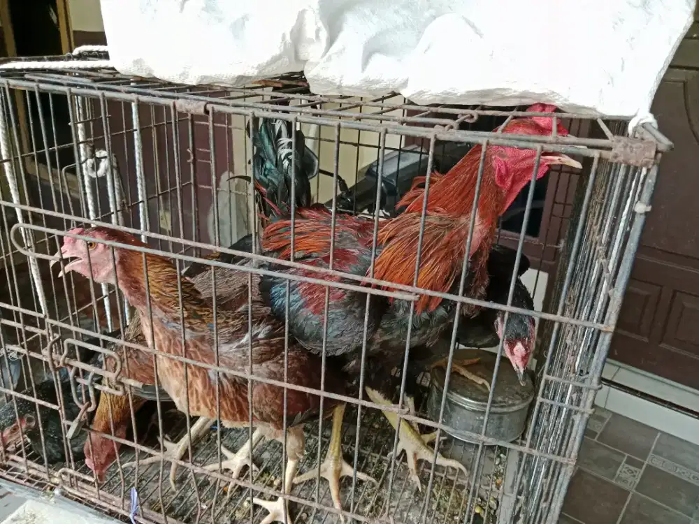 Jual ayam kampung 6 ekor