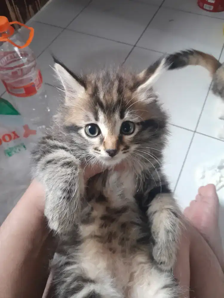 Kitten betina usia 2,5 bulan