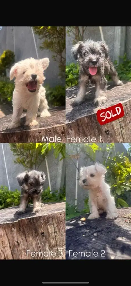 DIJUAL ANAKAN ANJING MINIATUR SCHNAUZER