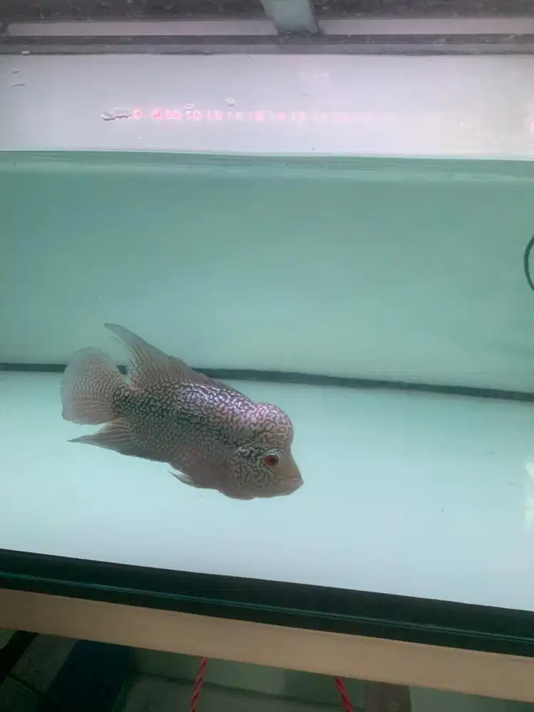 Cencu jenong mutiara full 15cm an
