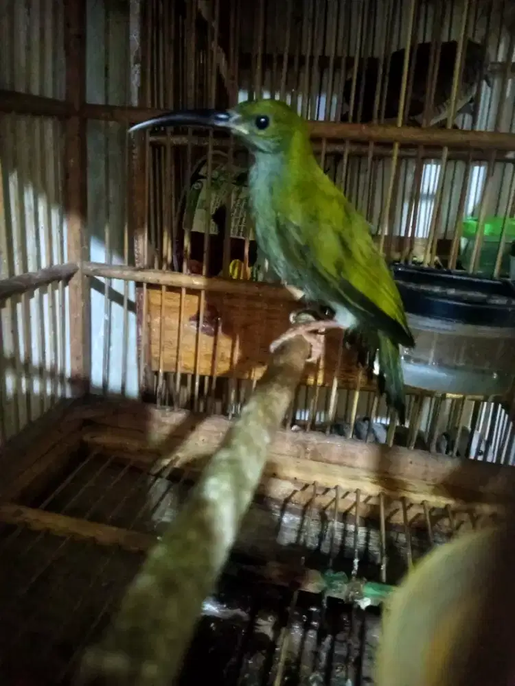Masteram bagus pijatung gunong biig