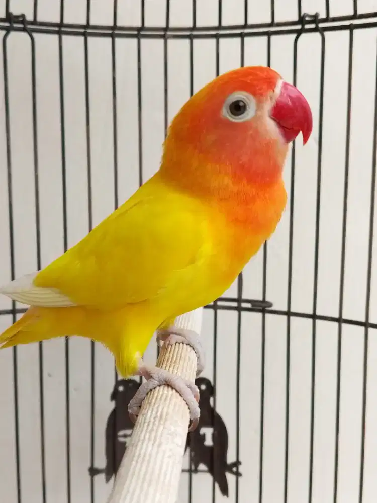 Burung lovebird betina cantik lutino mata hitam