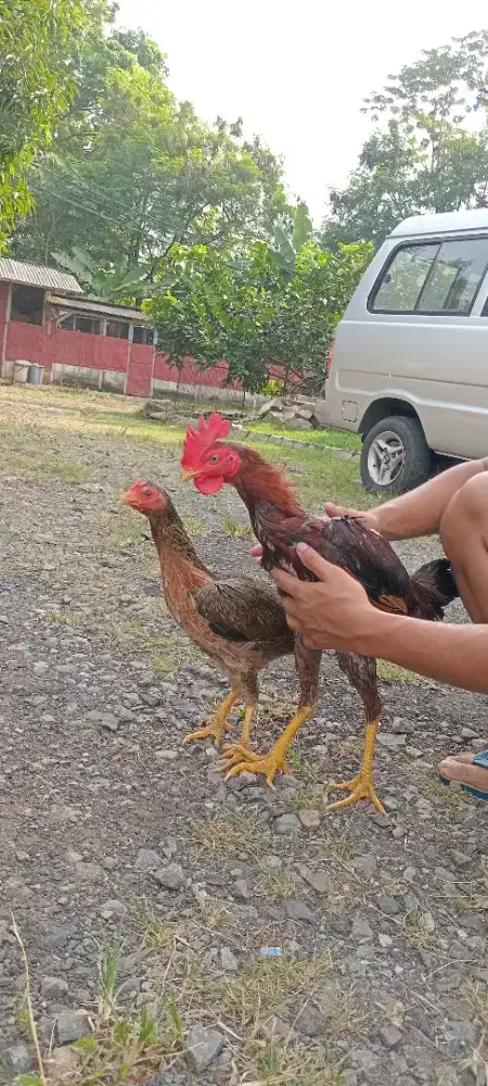 Ayam pama sepasang