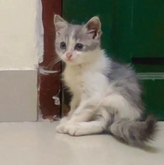 Kitten BSH non ped female & male