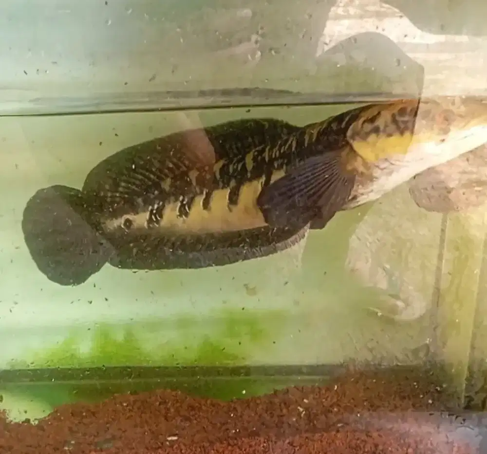 Chana maru yelow sentarum