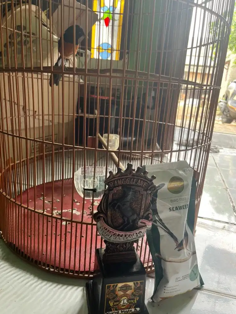 murai trah hutan 2 kali ngurak prestasi
