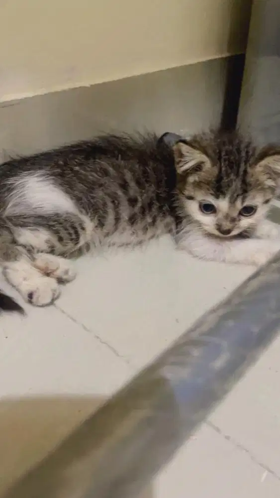 BSH  non ped kitten becco tabby male