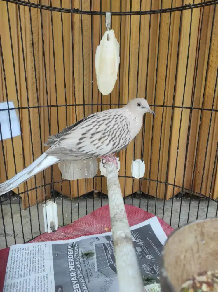 Derkuku Leopard Silver Jantan Istimewa Gagah