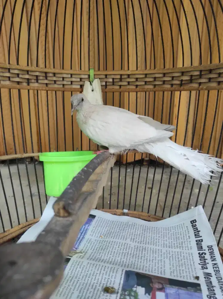 Derkuku unik warna putih dilute muka cemong