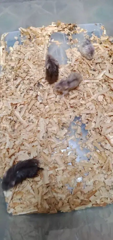 ANAK HAMSTER ANAKAN