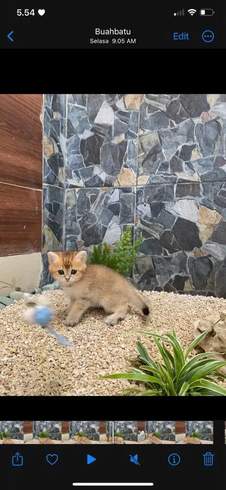 Bsh golden jantan