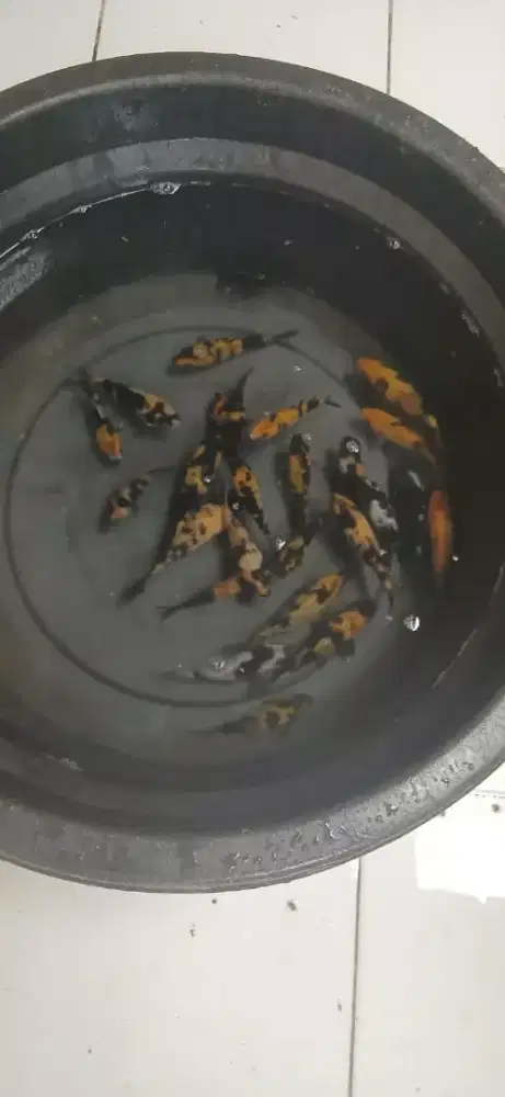 Ikan koi blitar murah