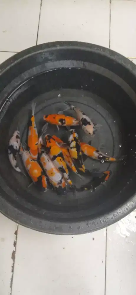 Ikan koi blitar