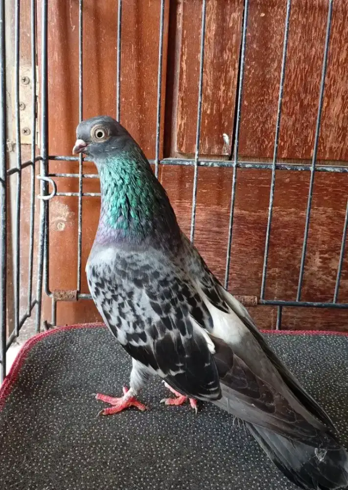 Merpati wina betina