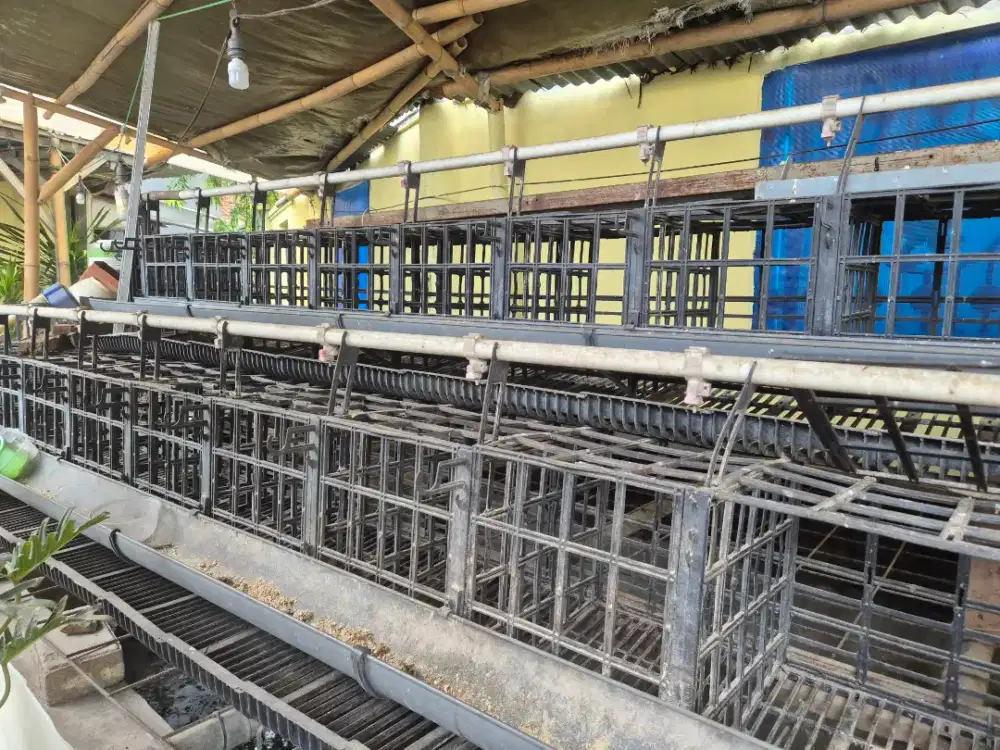 KANDANG BATERAI AYAM PETELUR