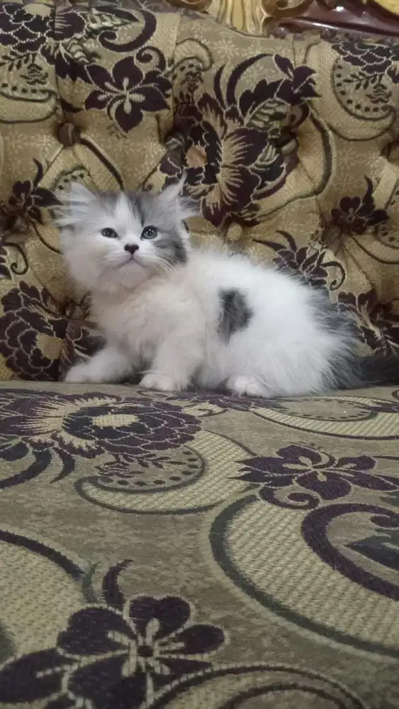 BSH Bluepoint Scottish Fold & Munchkin NS