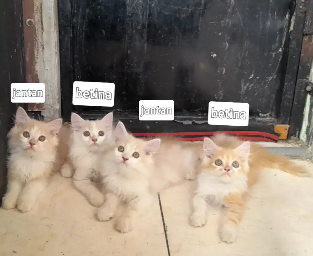 Kitten usia 2,5 bulan jantan dan betina ada