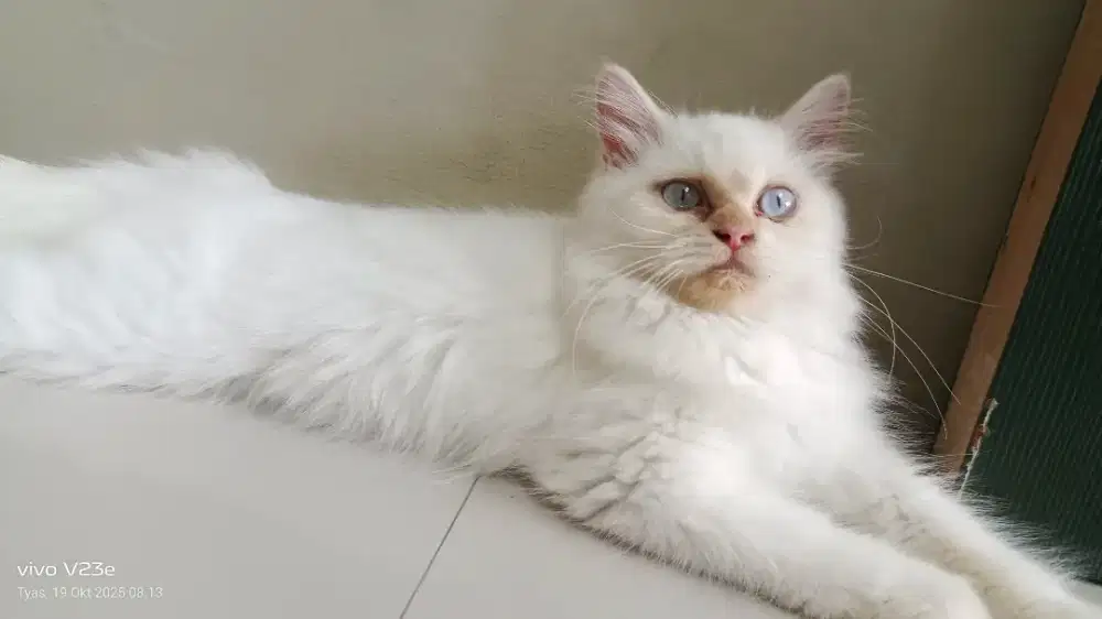 Kucing betina persia medium