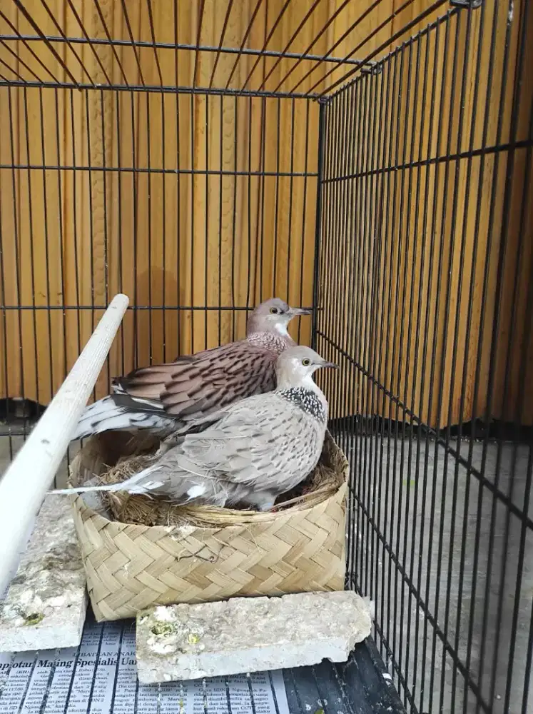 Sepasang Indukan Derkuku Warna Leopard