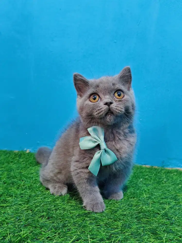 Munchkin BSH Blue Solid Jantan British Short Hair Cebol Kitten