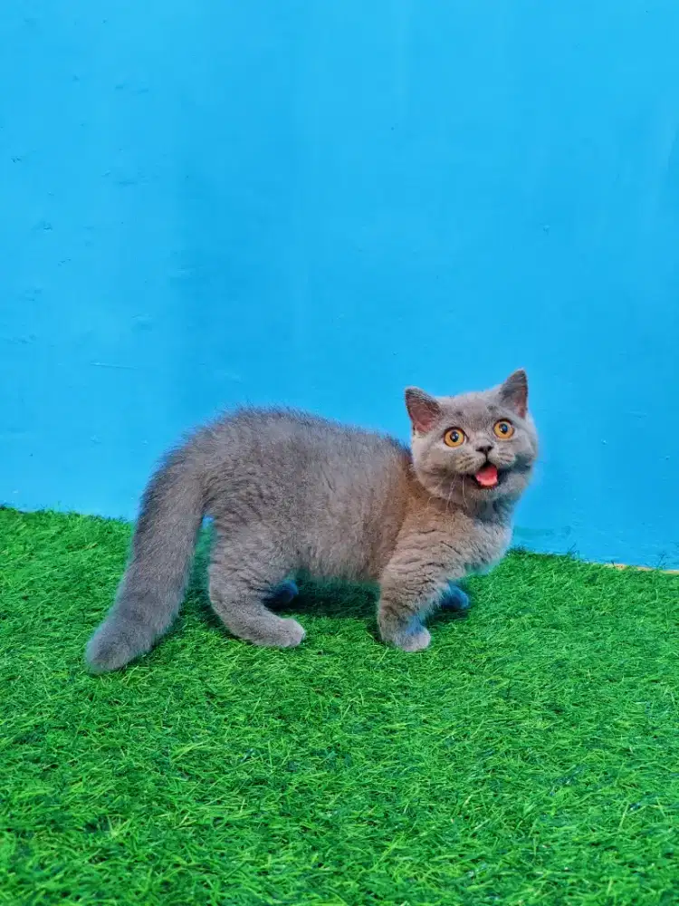 BSH Munchkin Blue Solid Jantan Cebol British Short Hair Kitten
