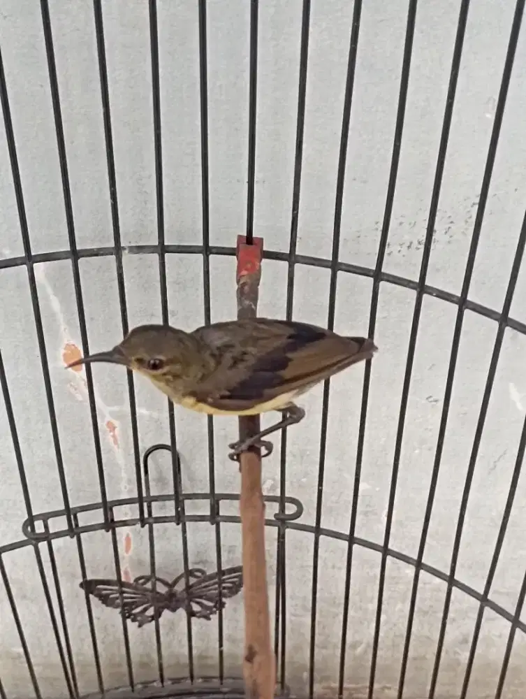 Burung ko nin trotolan Rajin bunyi masteran murai