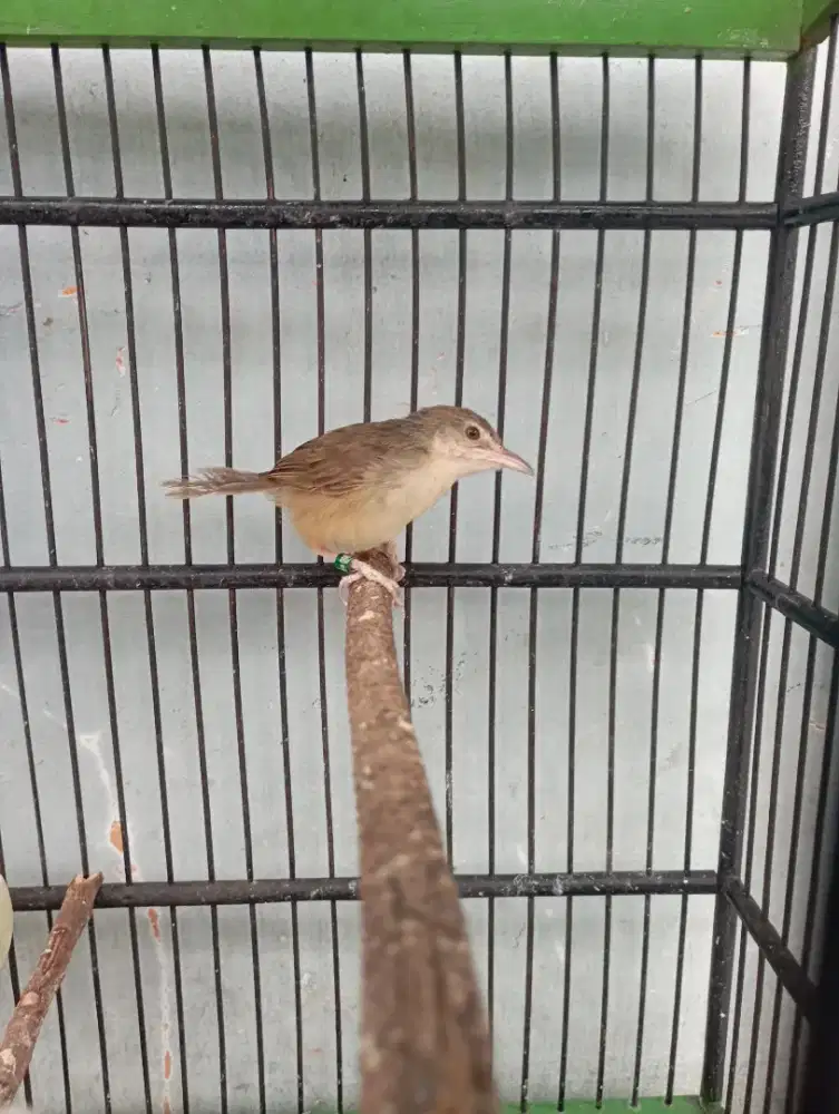 Burung cigun ciblek gunung ngebren semi cetrekan